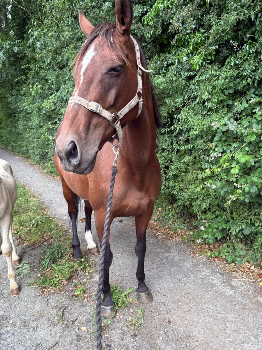 Mare & dun foal - Image 2