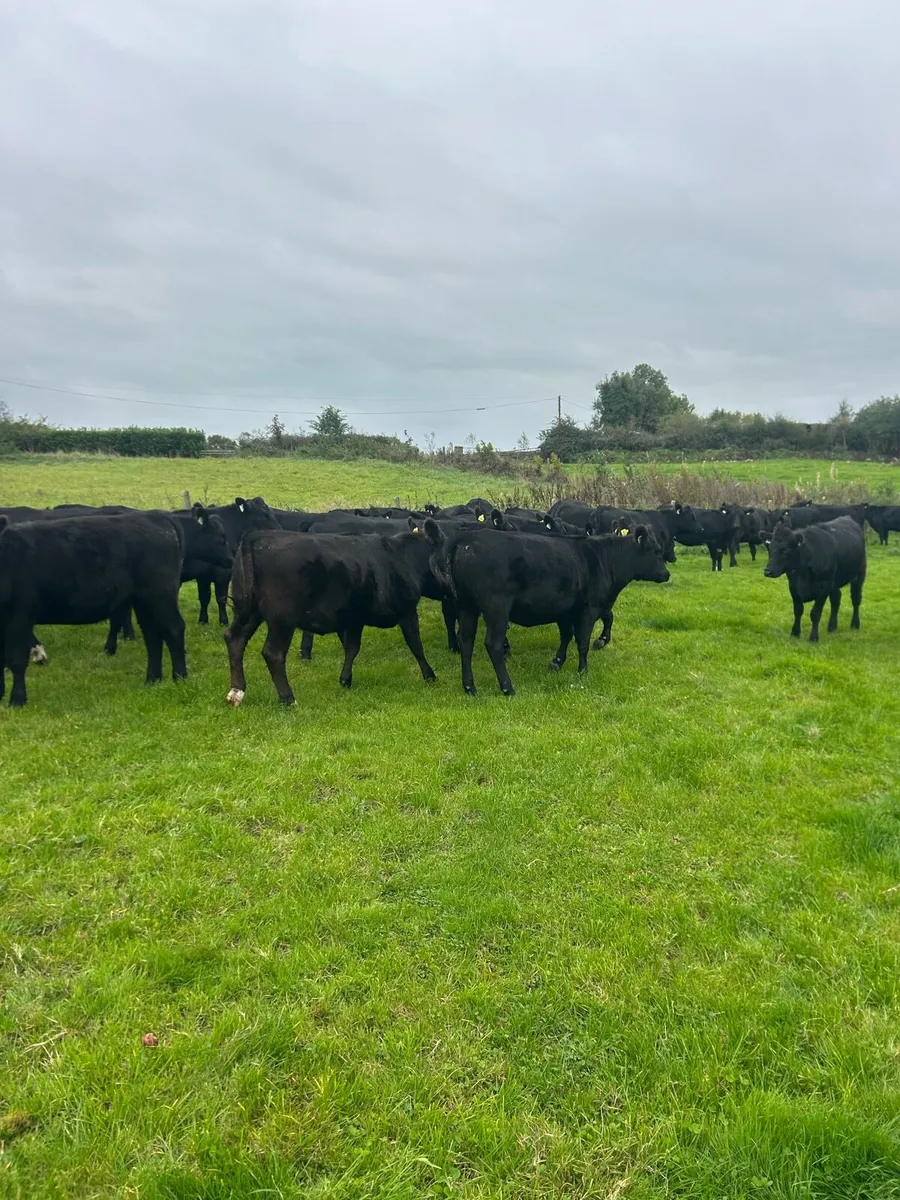 45 aax heifers - Image 3