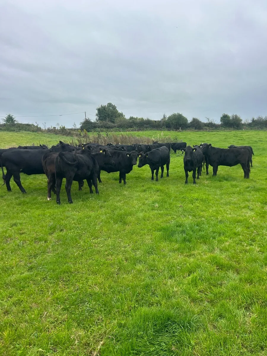 45 aax heifers - Image 4