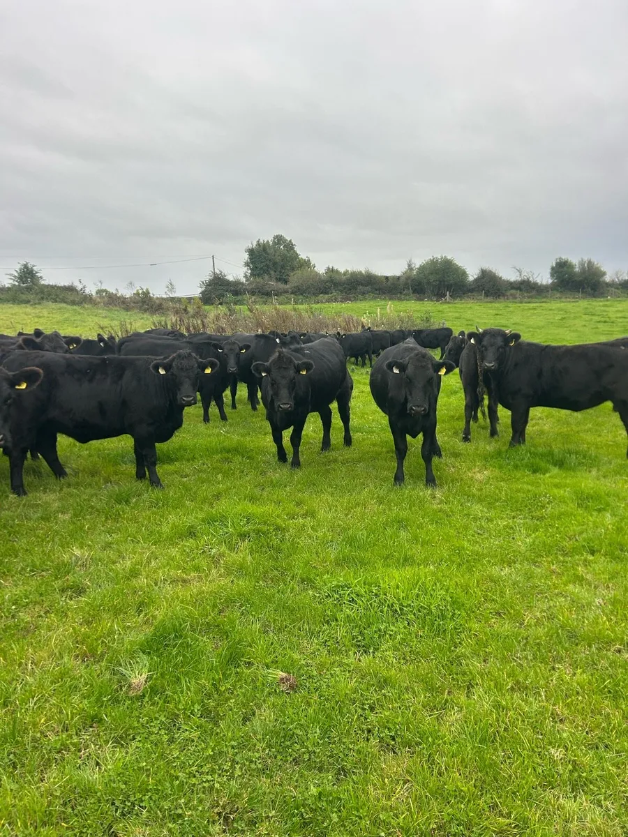 45 aax heifers - Image 1