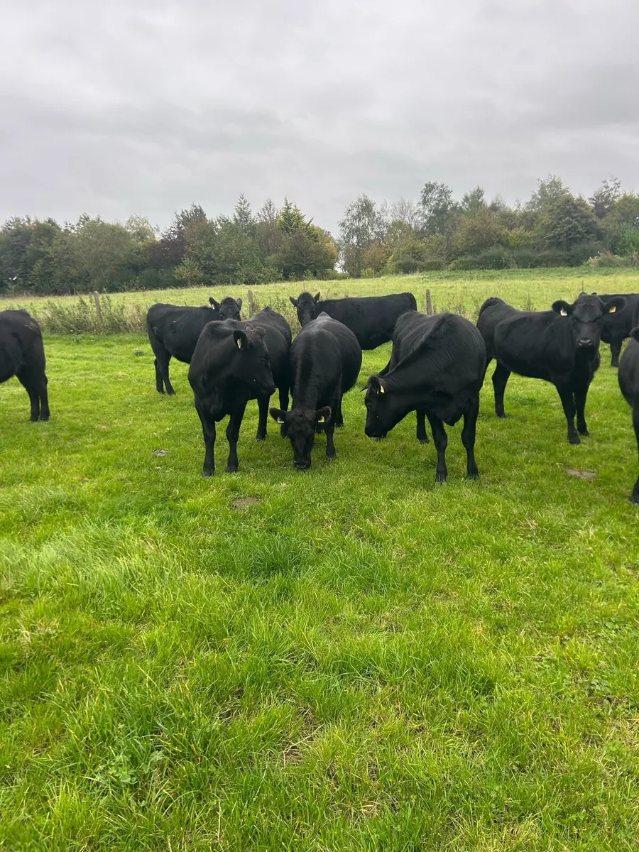 45 aax heifers - Image 2