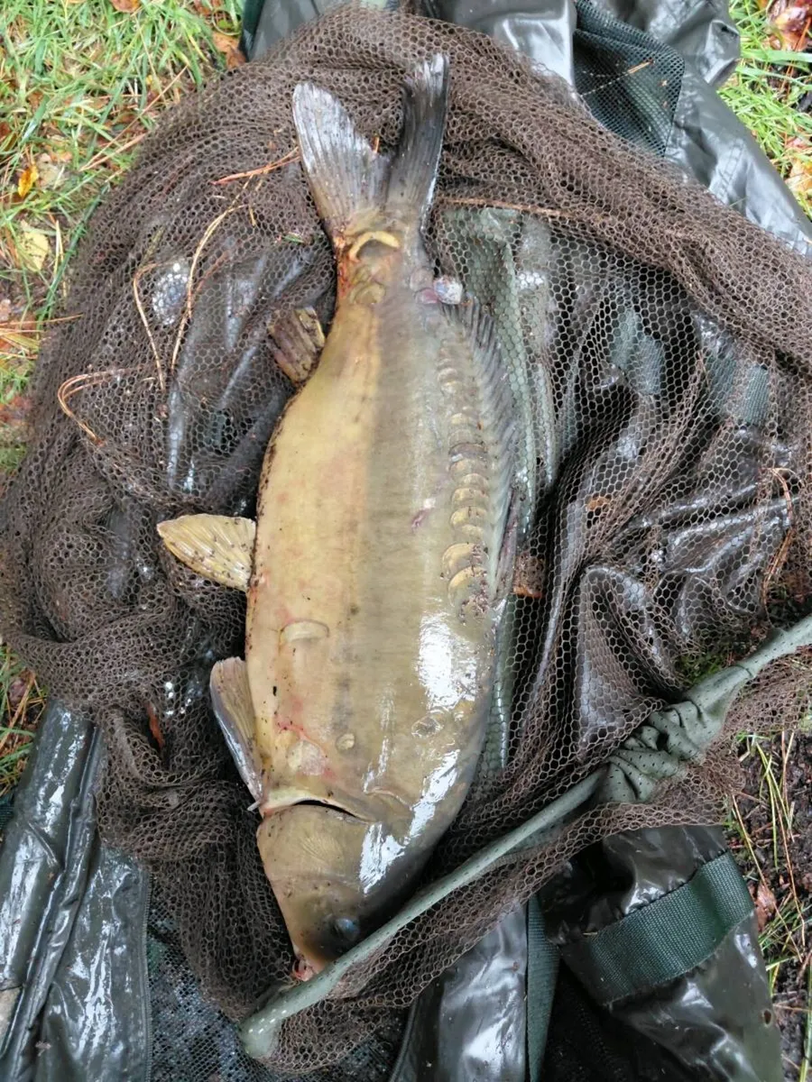 Carp - Image 3