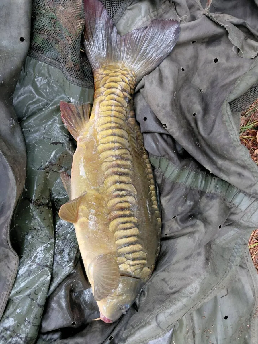 Carp - Image 1