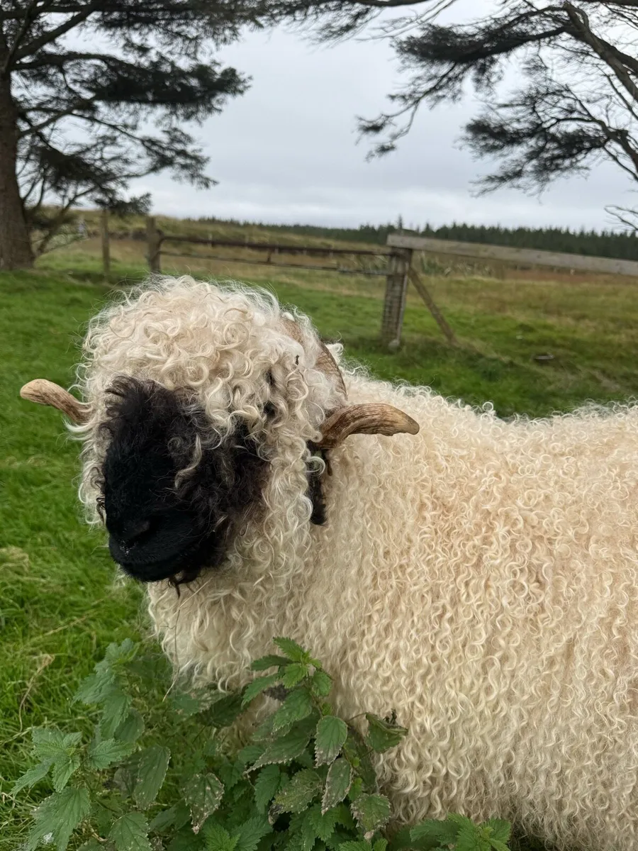 PBR Valais Blacknose Hoggat Ewe - Image 3