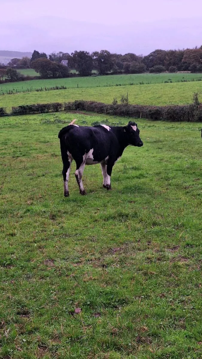 2 maiden heifers - Image 1