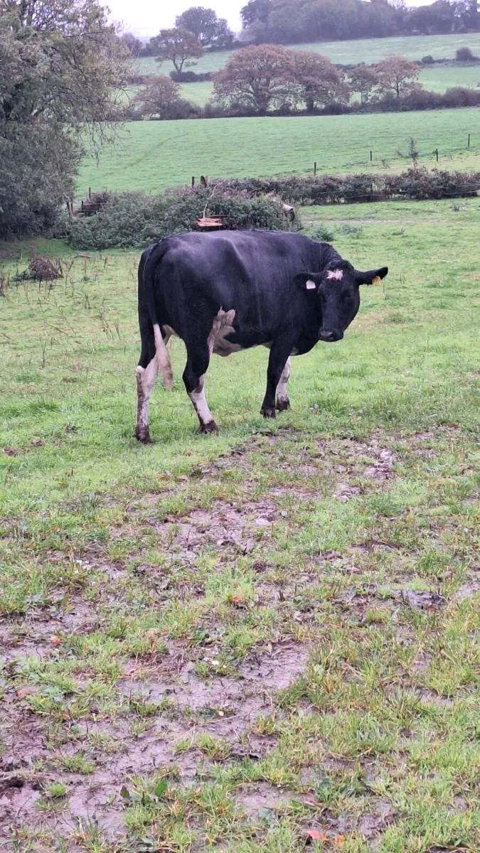 2 maiden heifers - Image 2