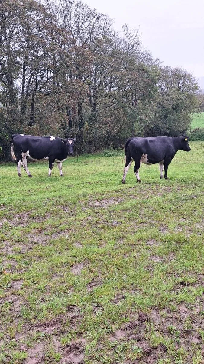 2 maiden heifers - Image 3
