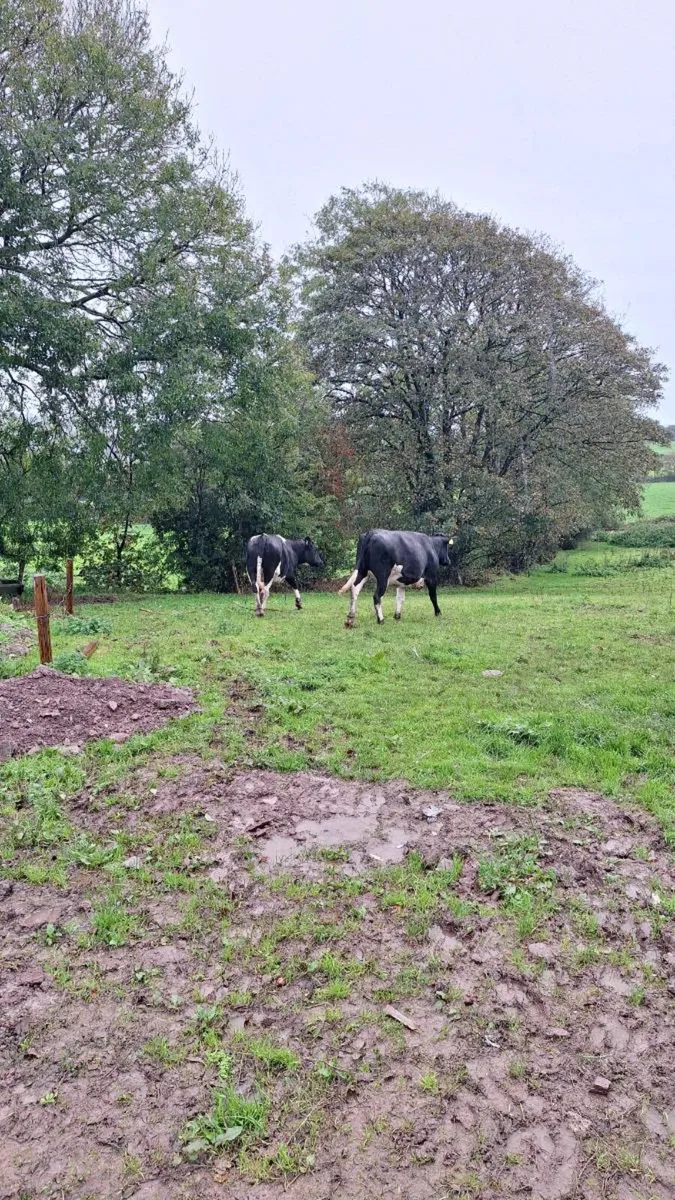 2 maiden heifers - Image 4