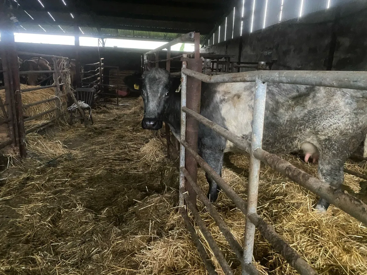 Foster heifer - Image 1