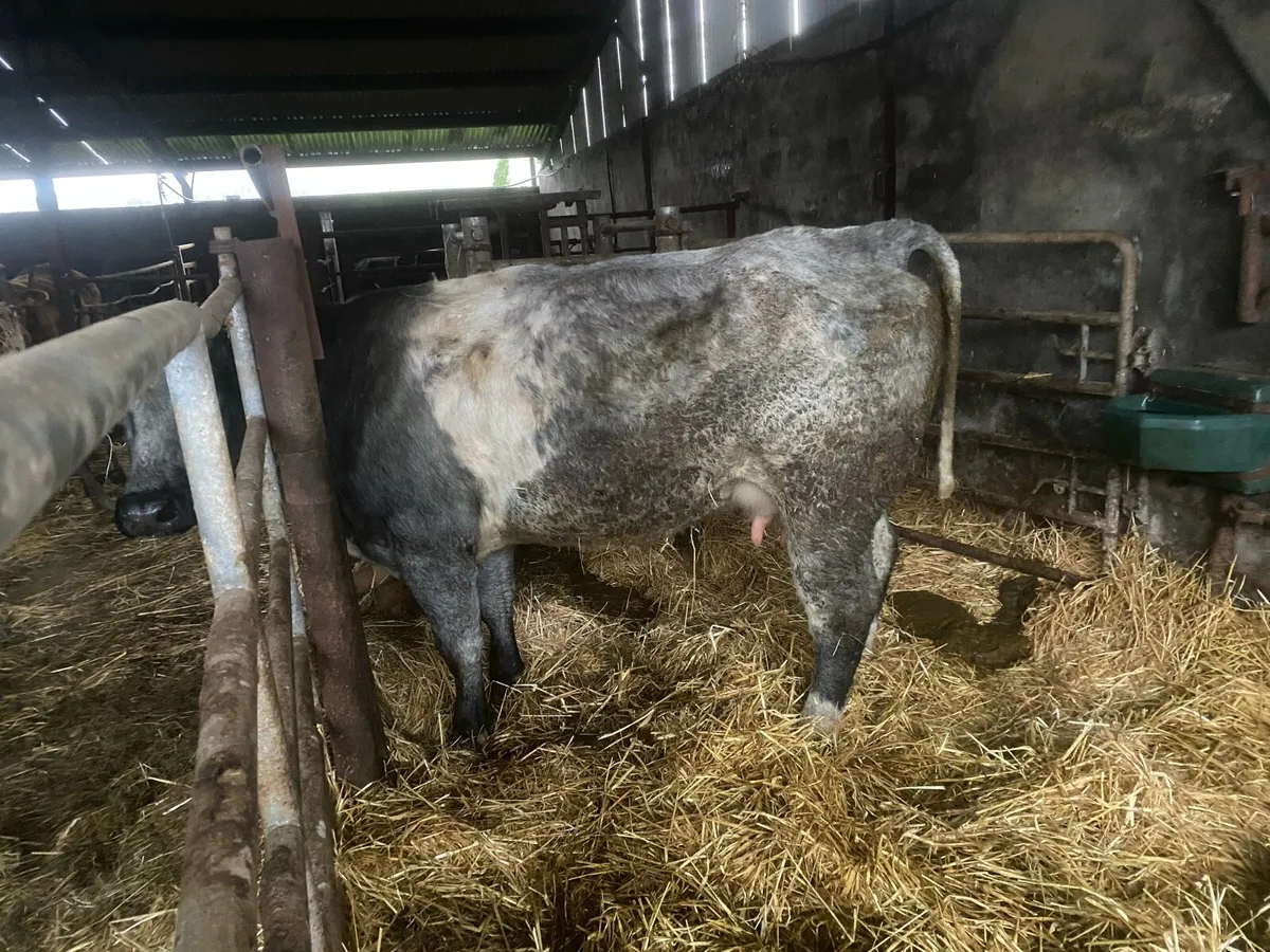 Foster heifer - Image 2
