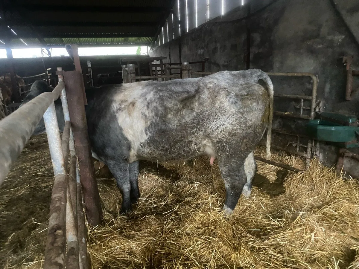 Foster heifer - Image 3