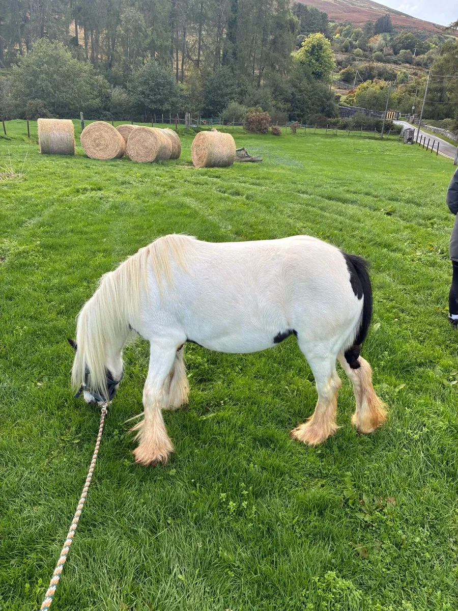 Horse - Image 1