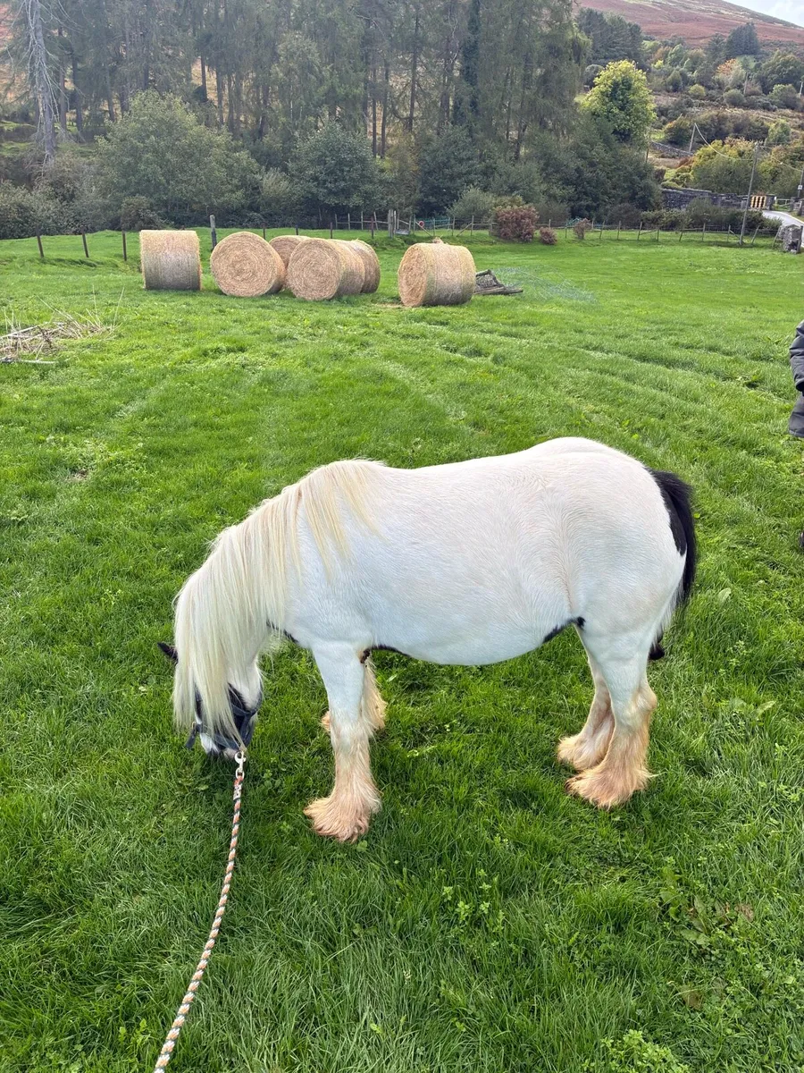 Horse - Image 2