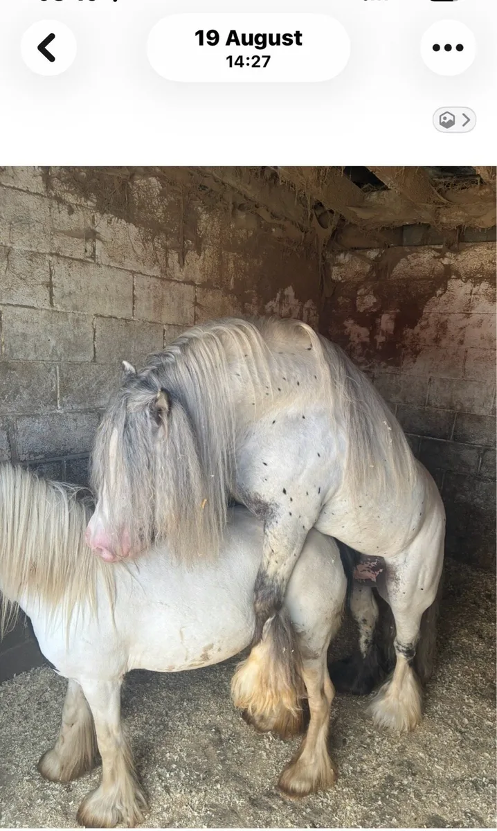 Horse - Image 3