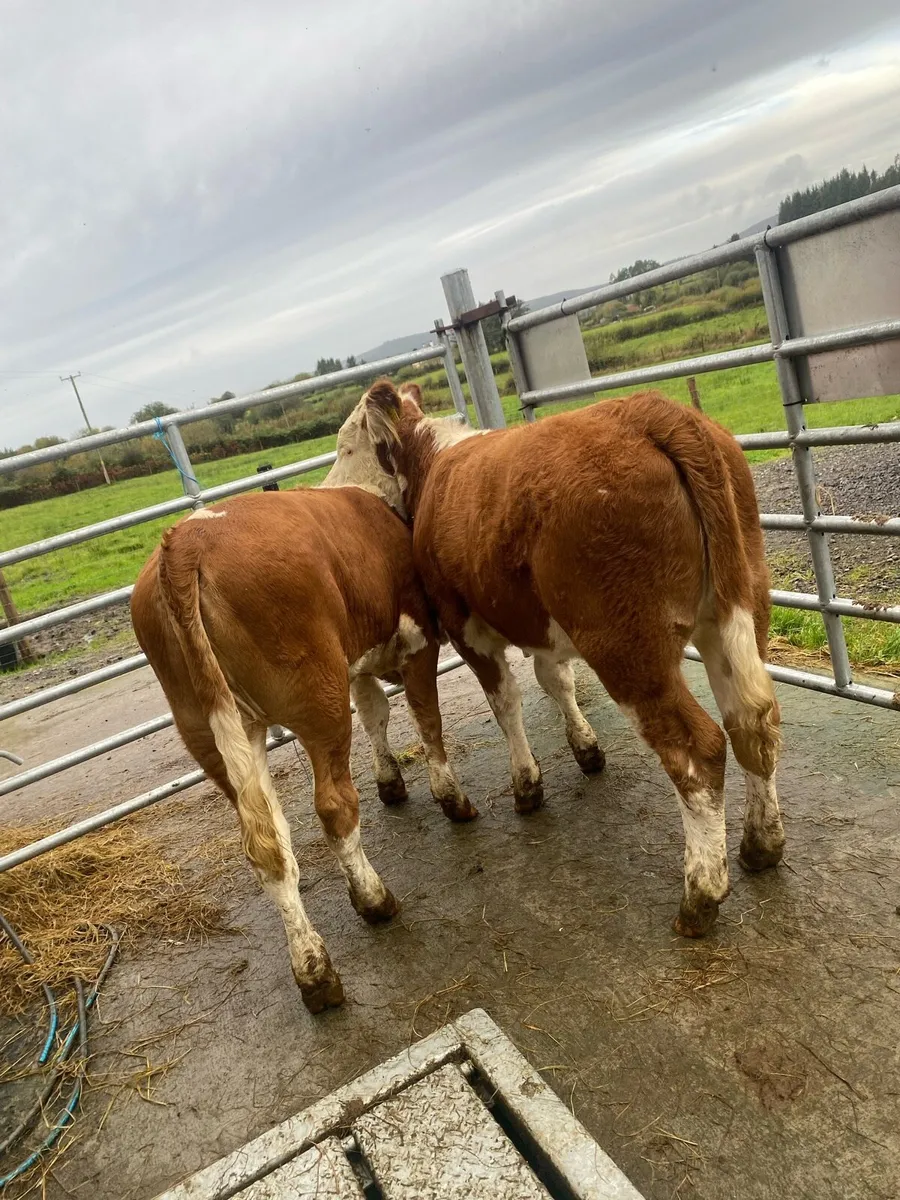 2 super suckler bred Simmental heifers - Image 1