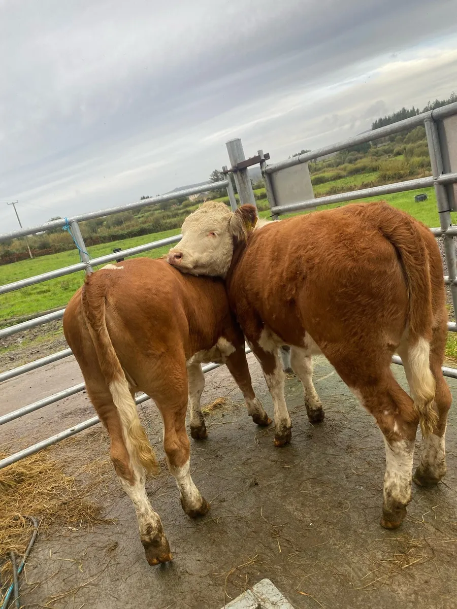 2 super suckler bred Simmental heifers - Image 2