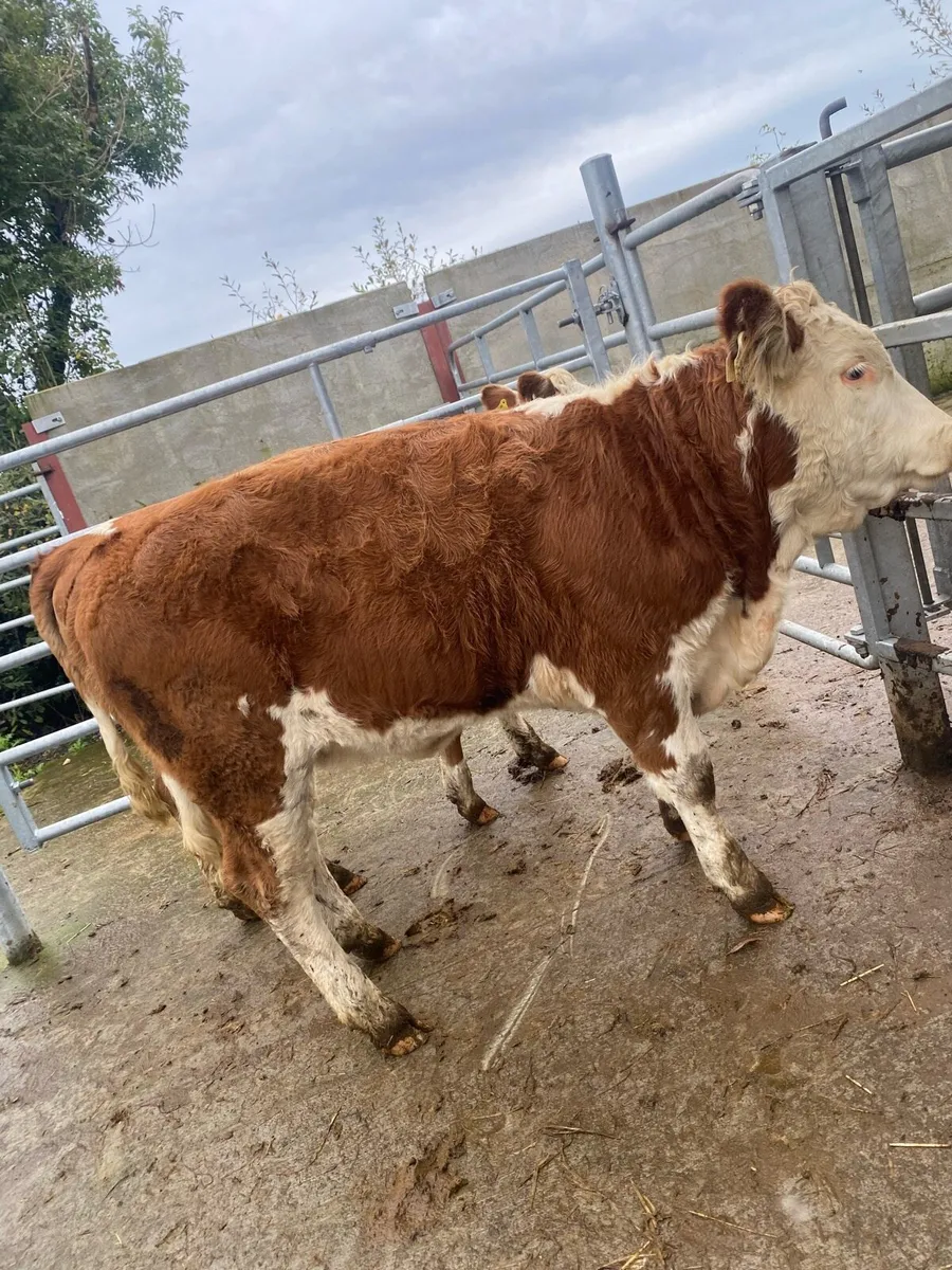 2 super suckler bred Simmental heifers - Image 3