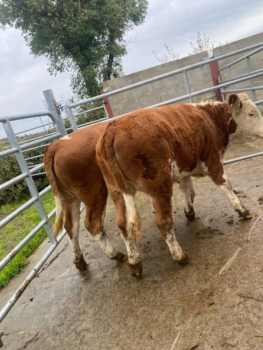 2 super suckler bred Simmental heifers - Image 4