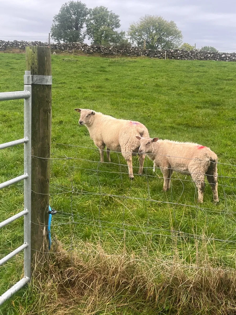 Ram Lamb - Image 1