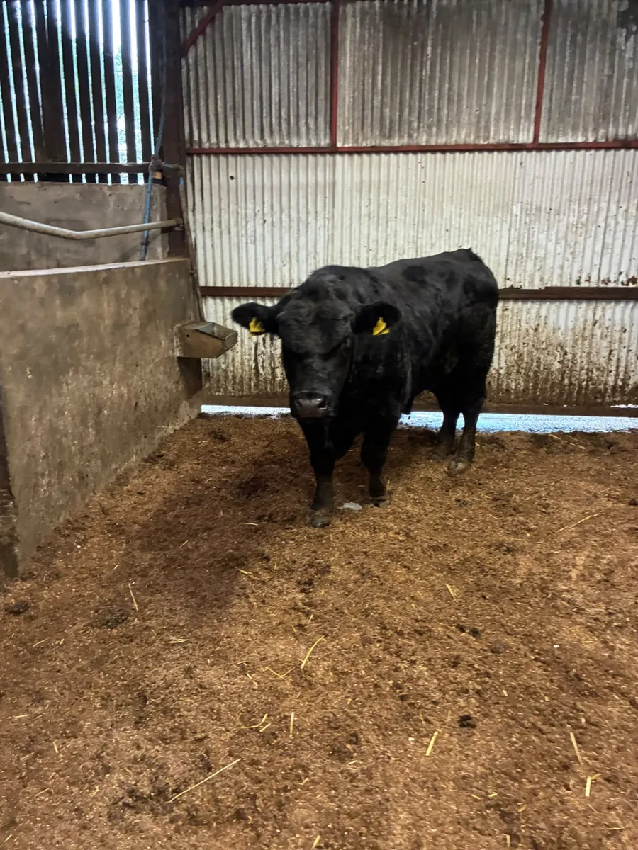 Pedigree Angus bull - Image 4