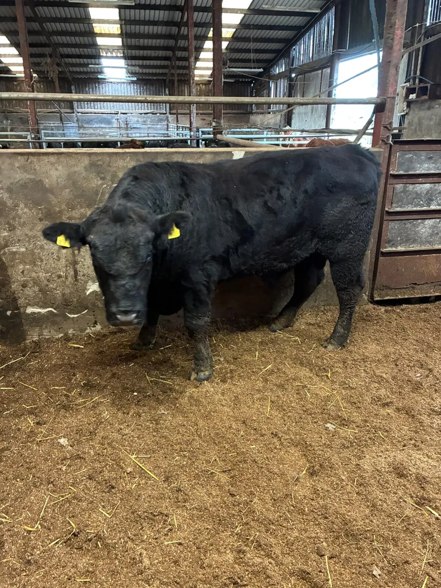 Pedigree Angus bull - Image 3