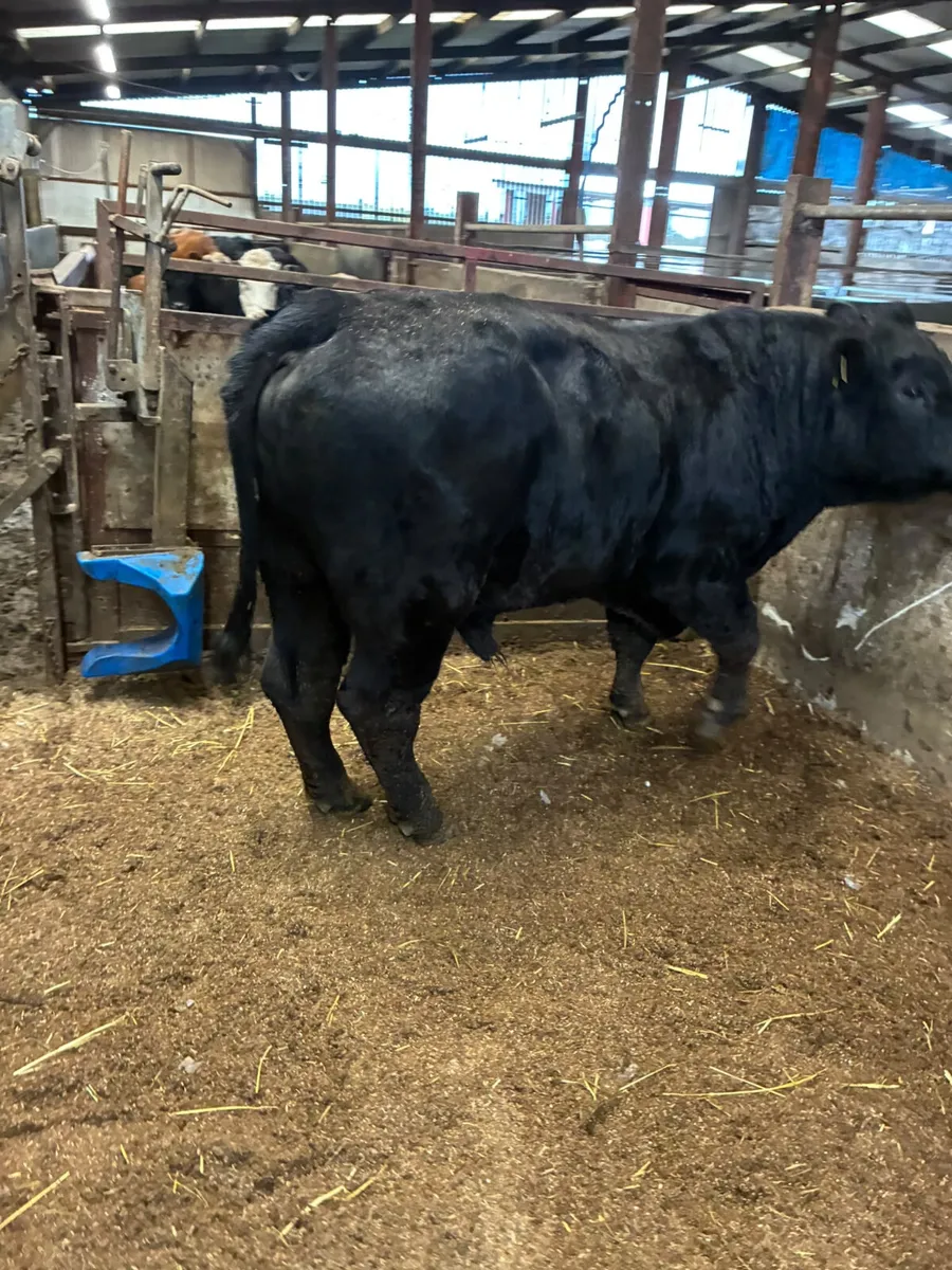 Pedigree Angus bull - Image 1