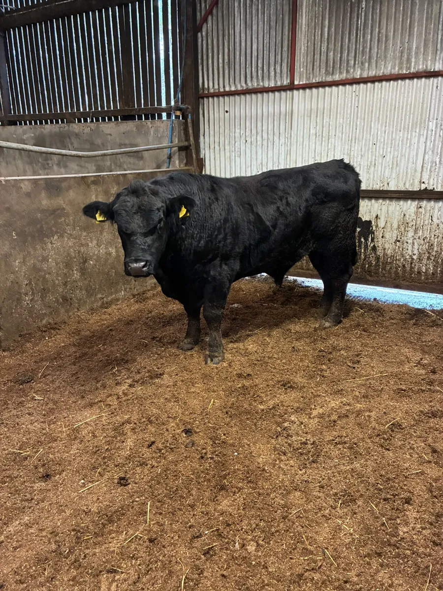 Pedigree Angus bull - Image 2