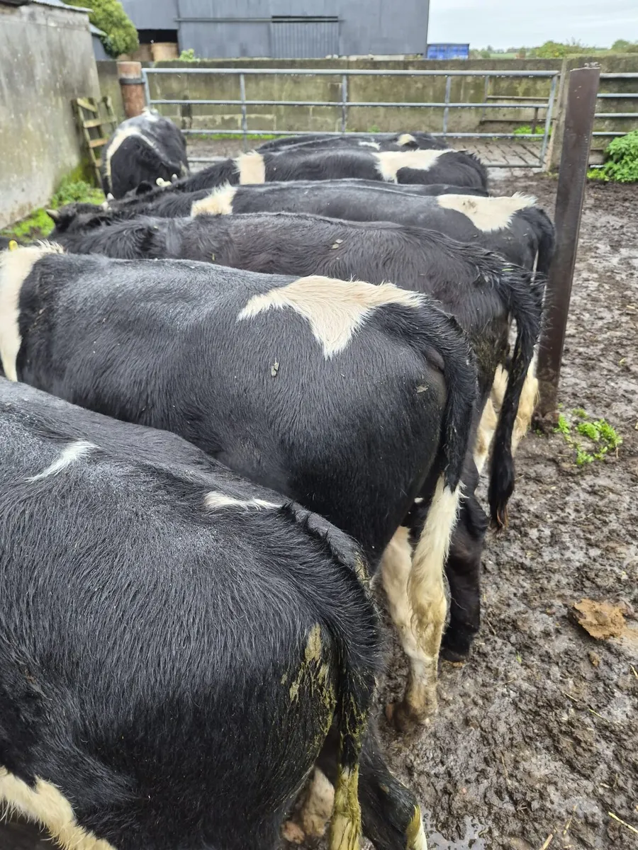 Beef cattle - Image 1