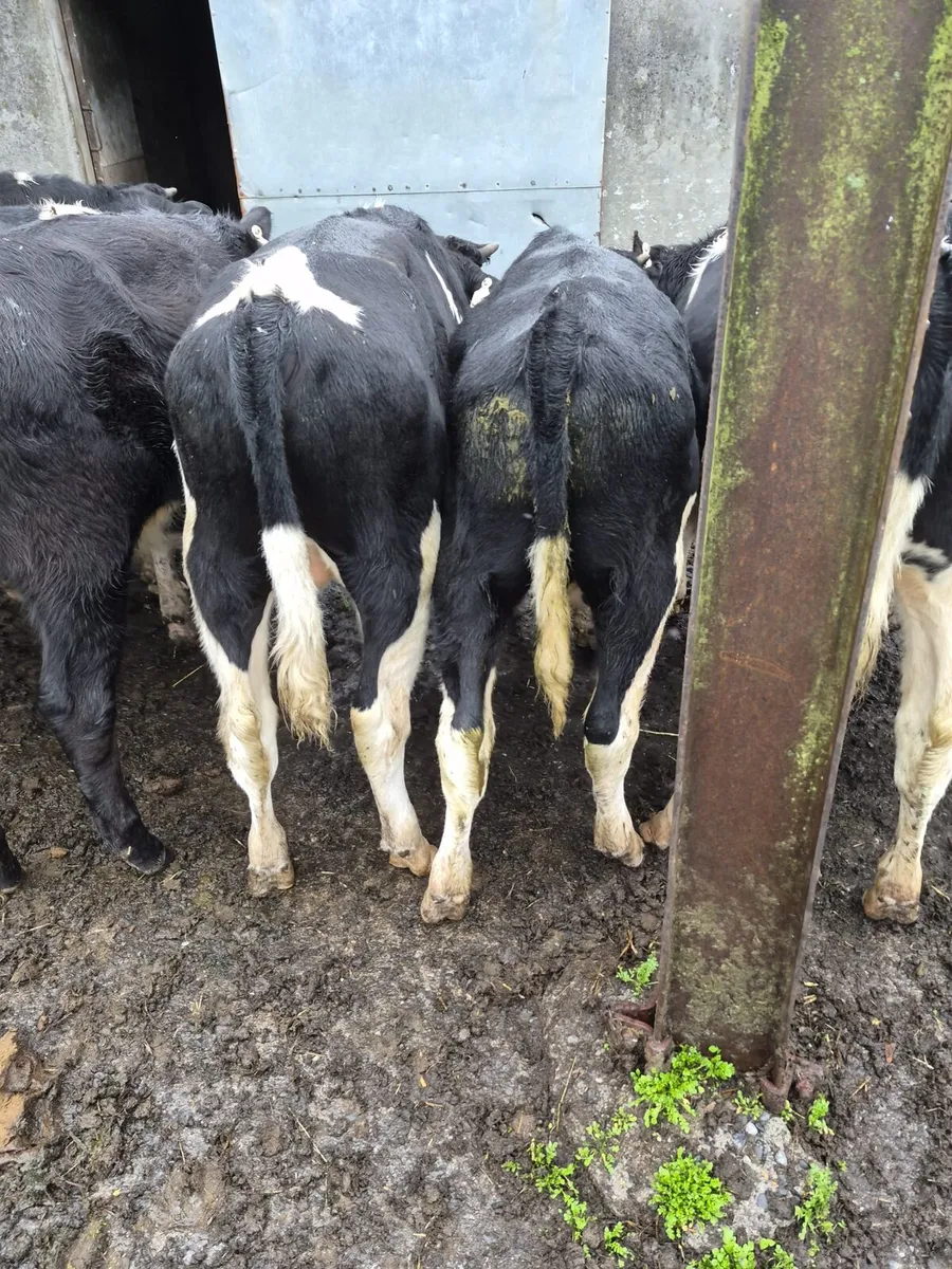 Beef cattle - Image 2