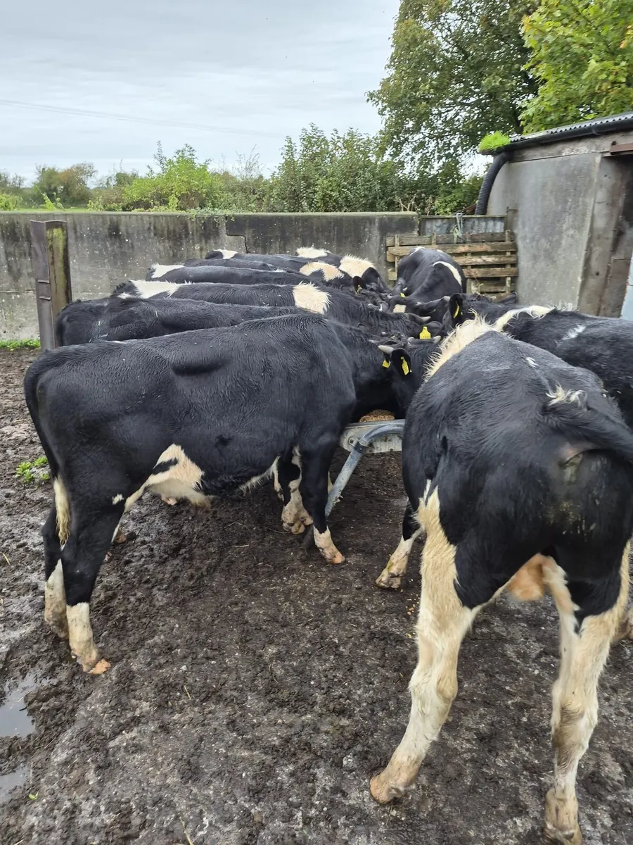 Beef cattle - Image 3