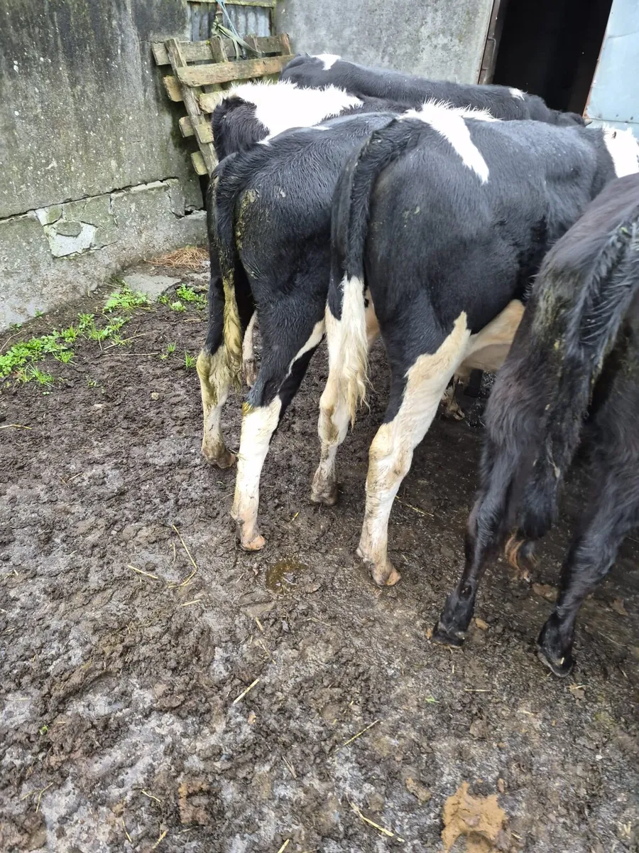 Beef cattle - Image 4