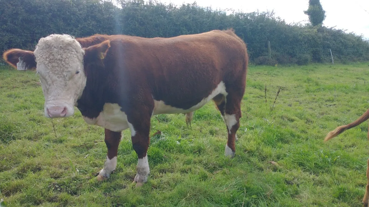 Hereford bull - Image 1
