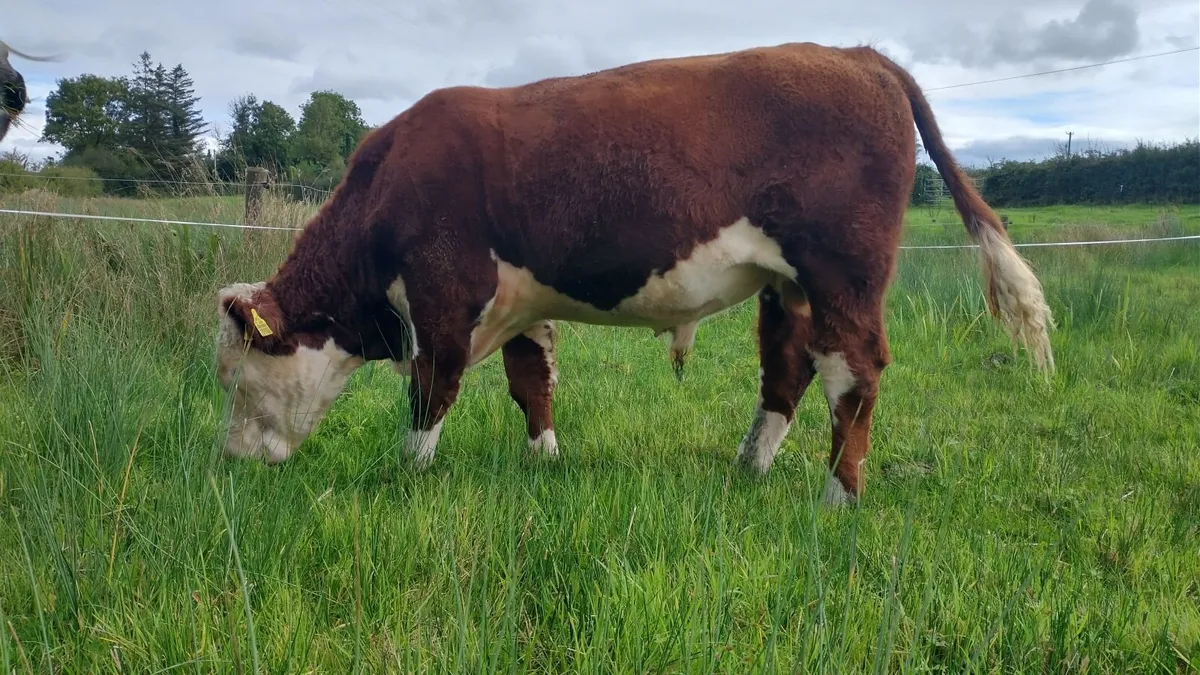 Hereford bull - Image 2