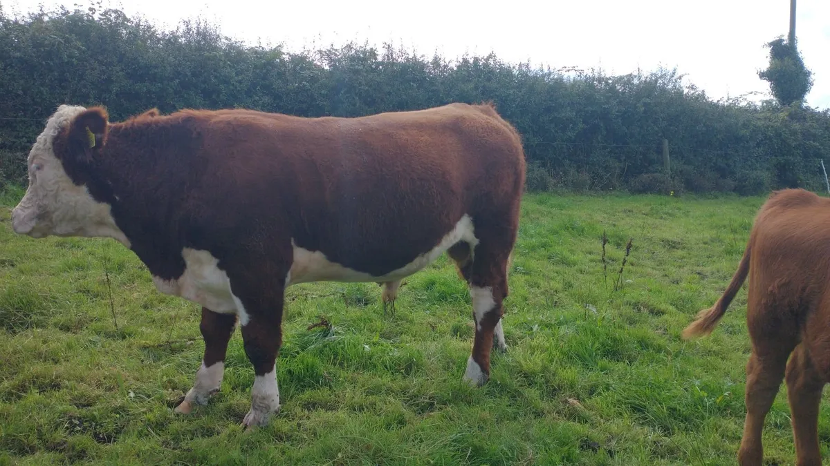 Hereford bull - Image 4