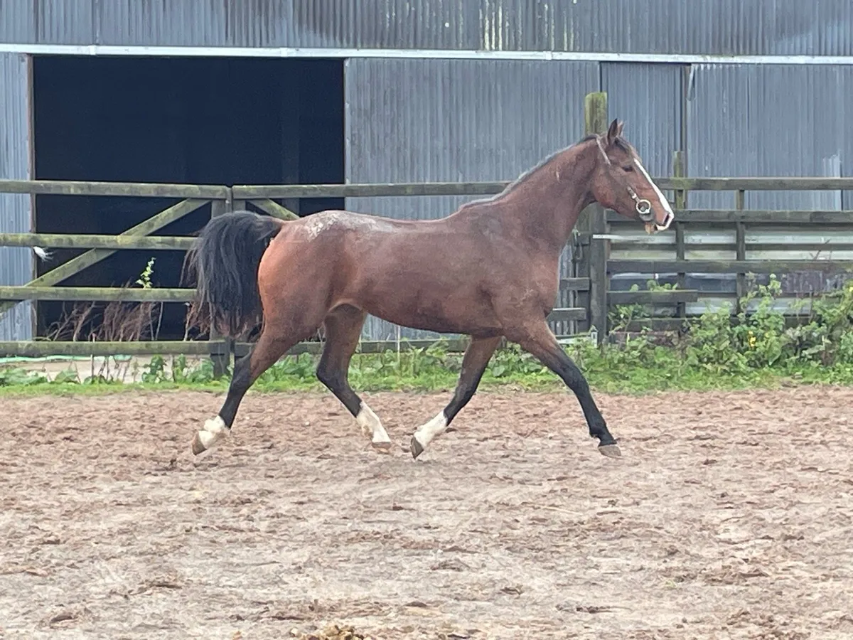 3 yr old Potential Jumper - Image 2