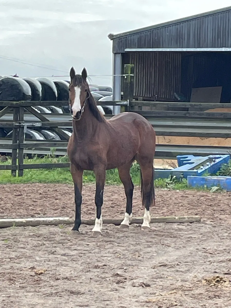 3 yr old Potential Jumper - Image 3