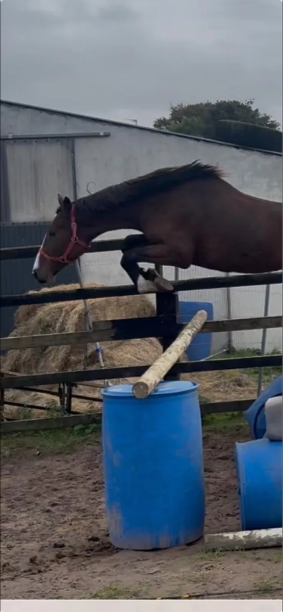 3 yr old Potential Jumper - Image 1