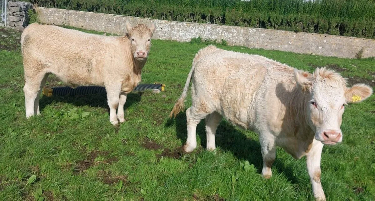 5 star Chx heifers - Image 2