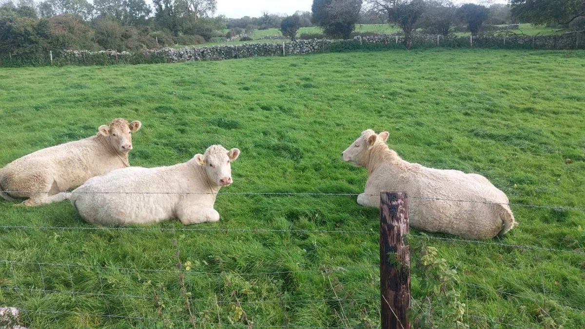 5 star Chx heifers - Image 4
