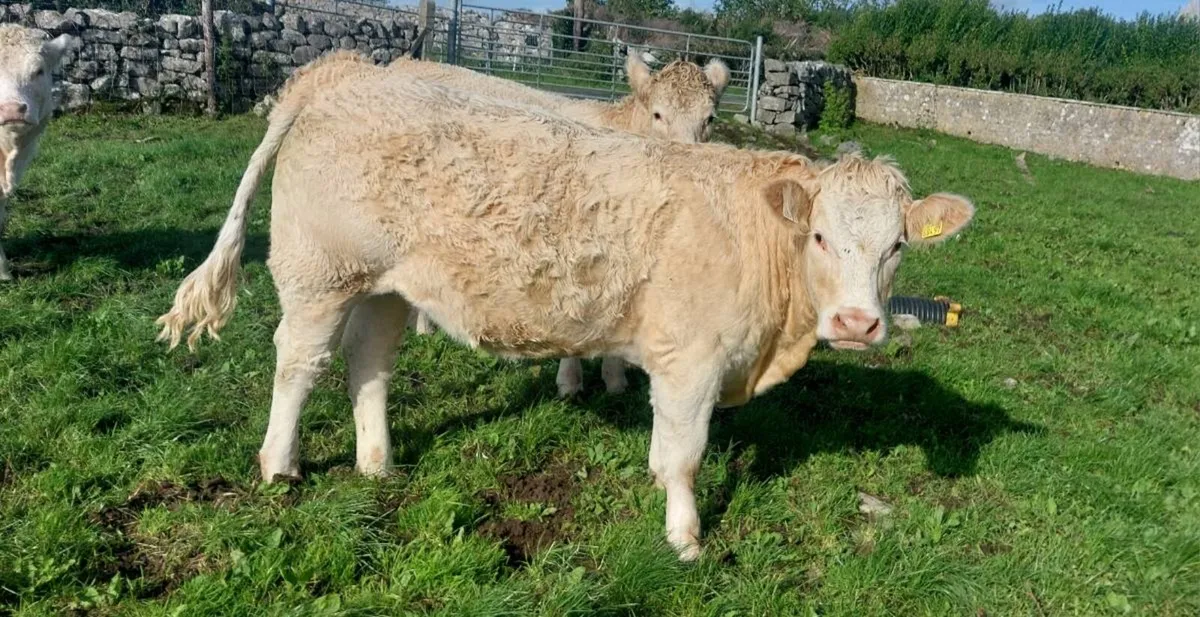 5 star Chx heifers - Image 3