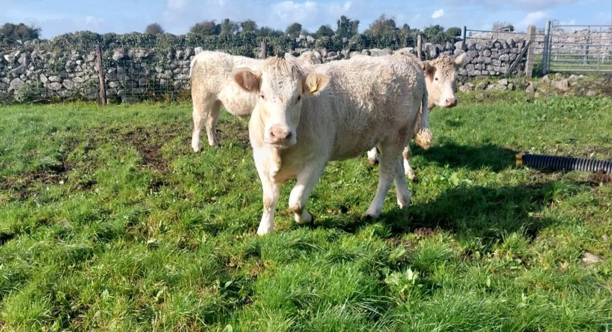 5 star Chx heifers - Image 1
