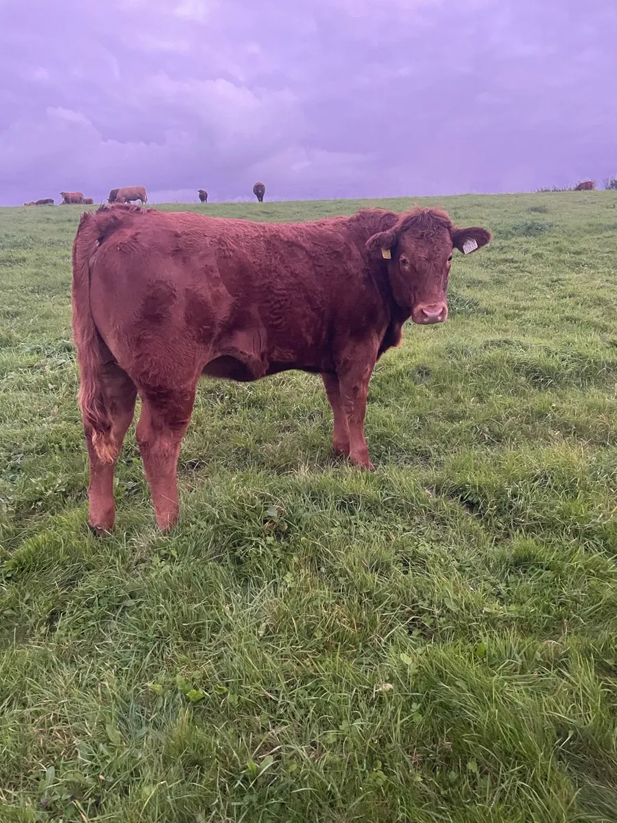 LOT NUMBERS AI Heifers for Gort Tonight - Image 1