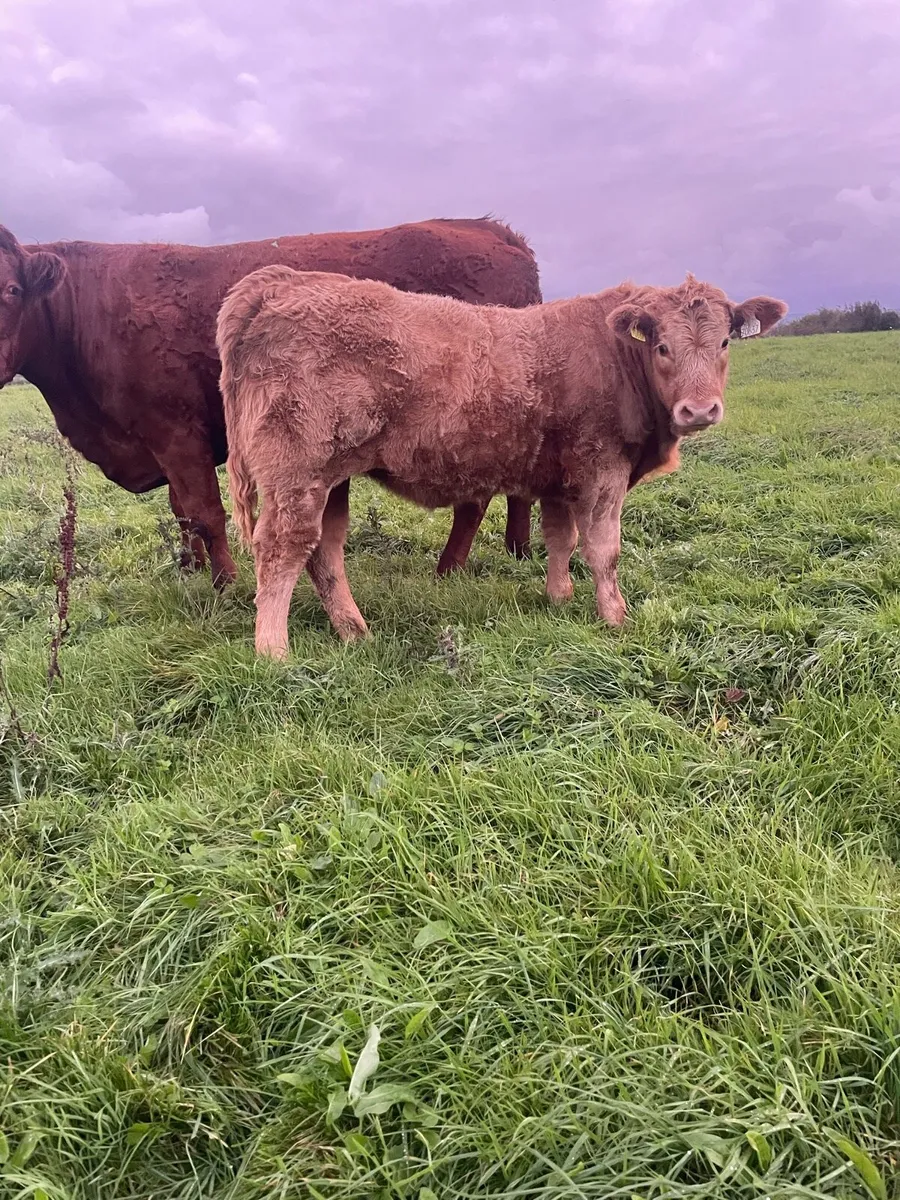 LOT NUMBERS AI Heifers for Gort Tonight - Image 4