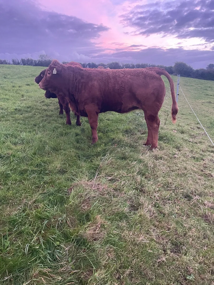 LOT NUMBERS AI Heifers for Gort Tonight - Image 2
