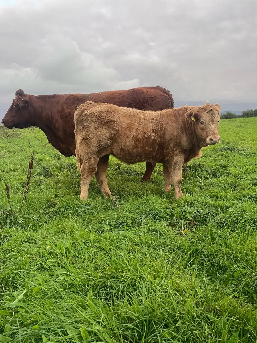 LOT NUMBERS AI Heifers for Gort Tonight - Image 3