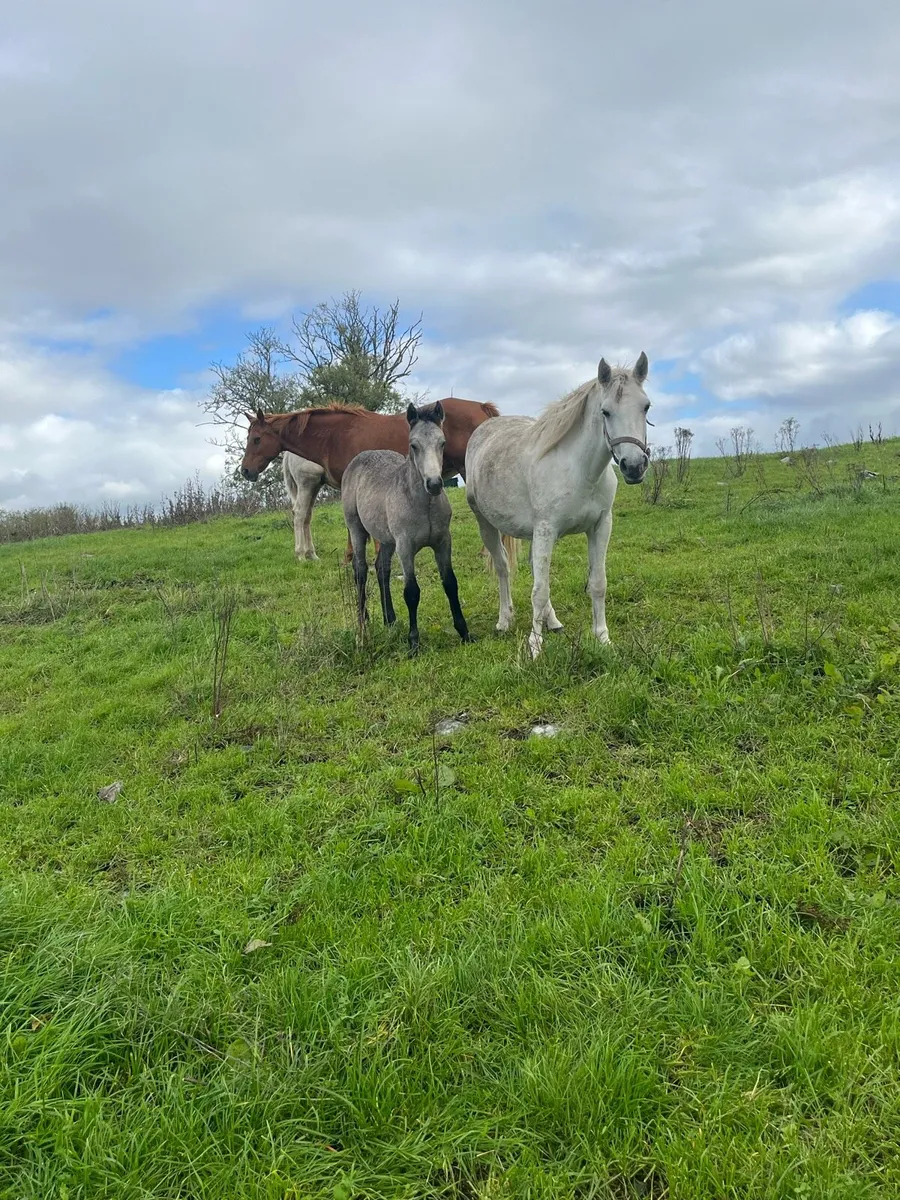 Connamera and Palimino colt Foals - Image 1