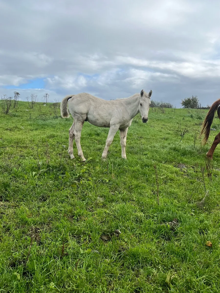 Connamera and Palimino colt Foals - Image 2