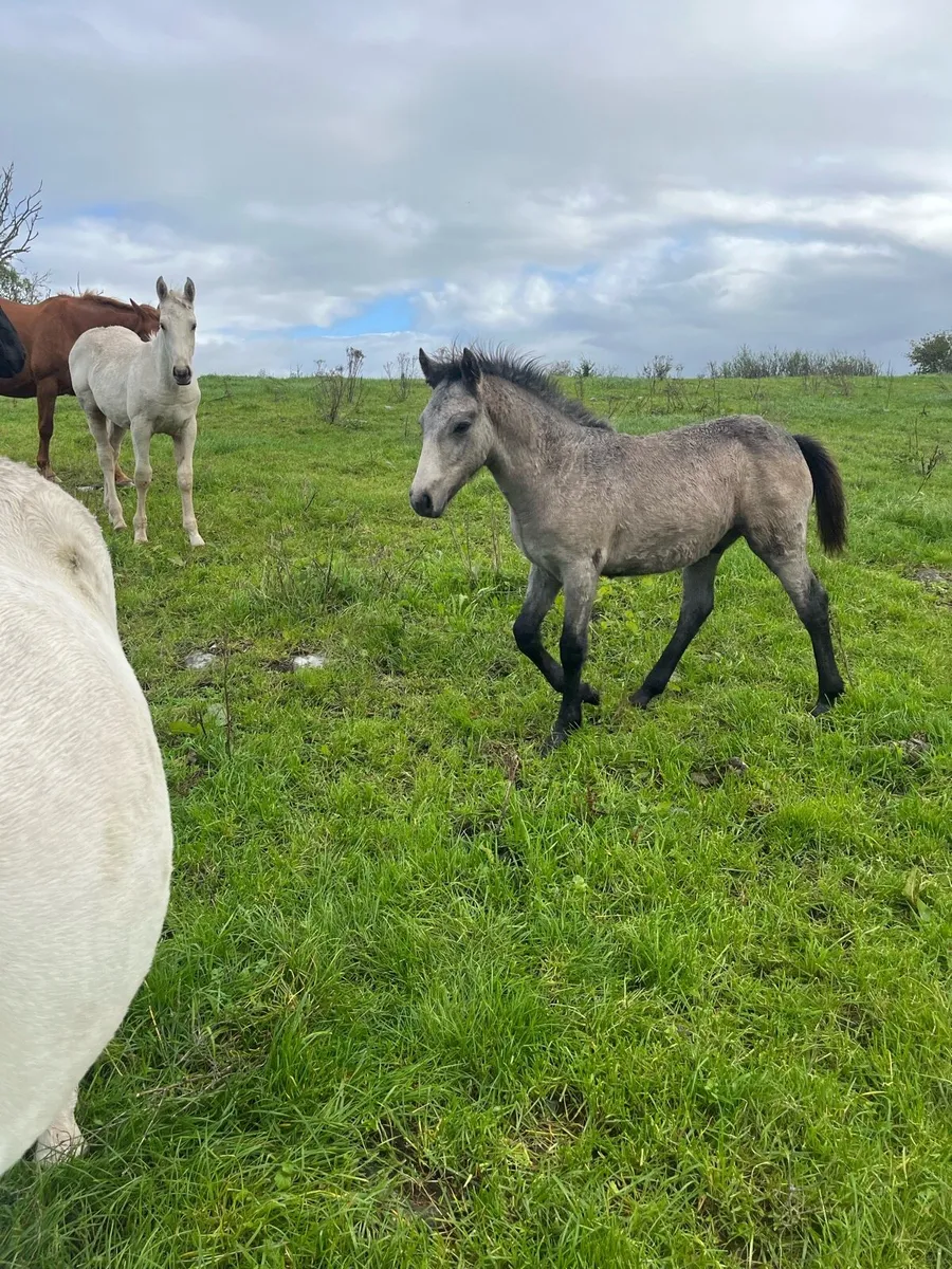 Connamera and Palimino colt Foals - Image 3