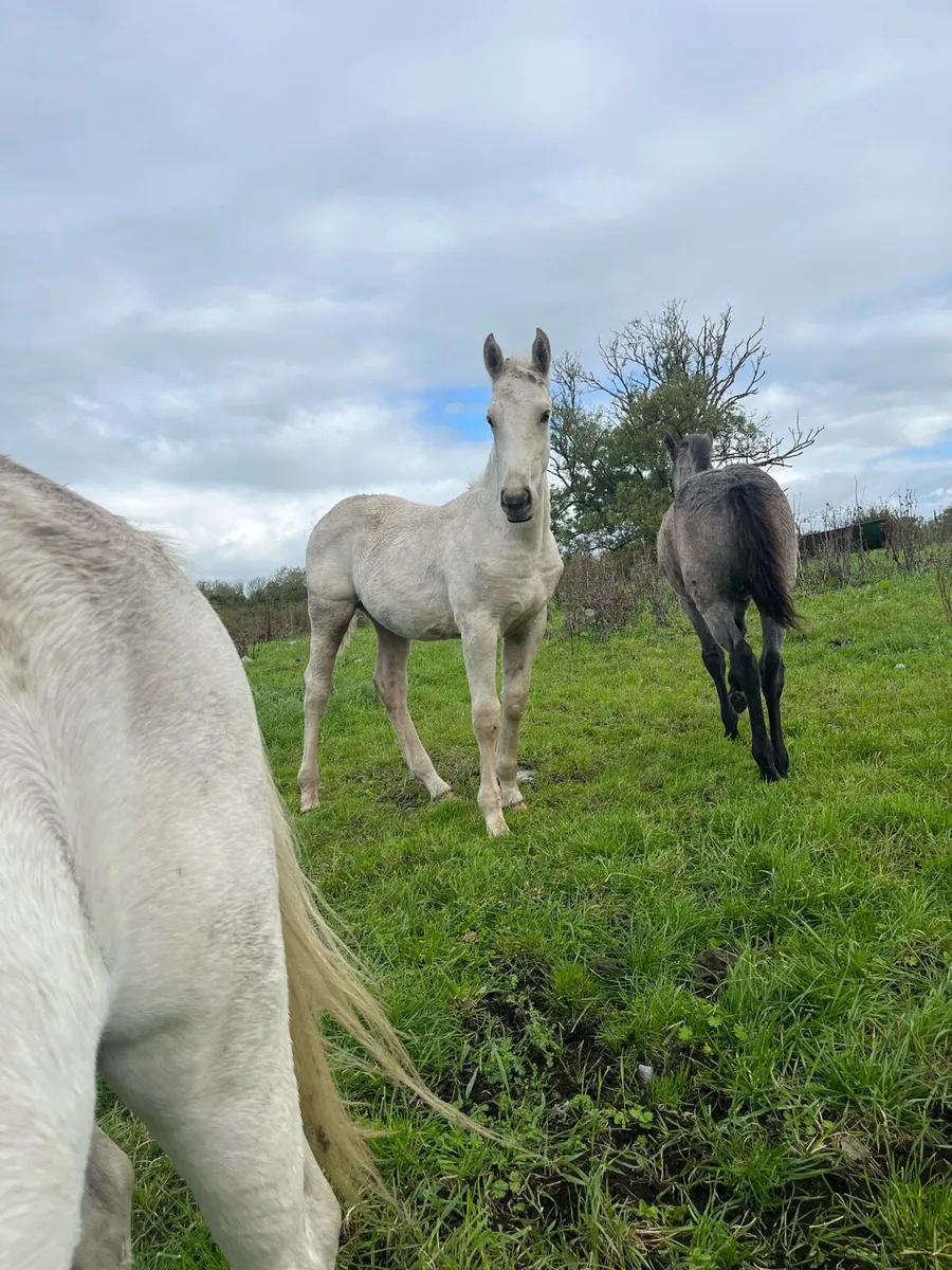 Connamera and Palimino colt Foals - Image 4