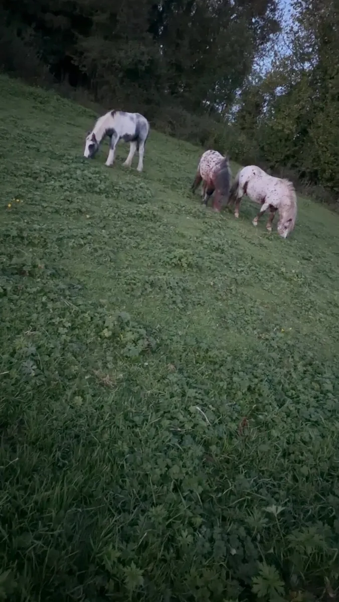 Horses - Image 2